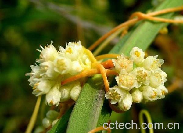 果蔬百科菟丝子的功效-0