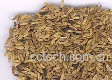 果蔬百科小茴香的作用-0