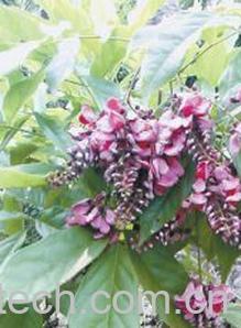 果蔬百科鸡血藤-0