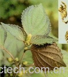 果蔬百科紫苏叶的功效-0