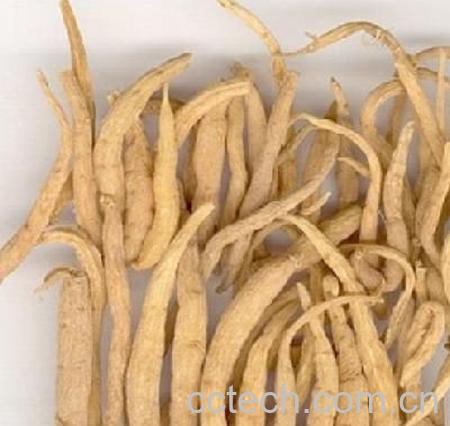 果蔬百科太子参的副作用-0