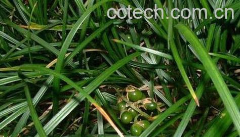 果蔬百科麦冬的副作用-0