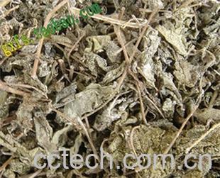 果蔬百科溪黄草的功效与作用-0