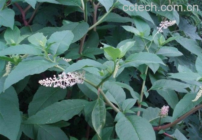 果蔬百科木通的功效-0