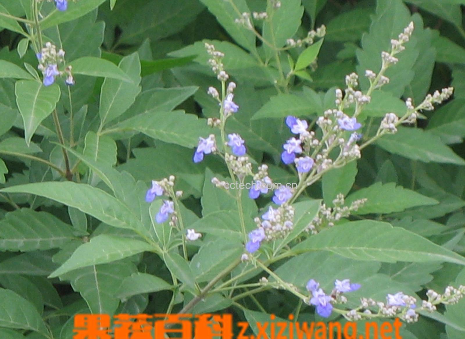 果蔬百科槐花的功效与作用-0