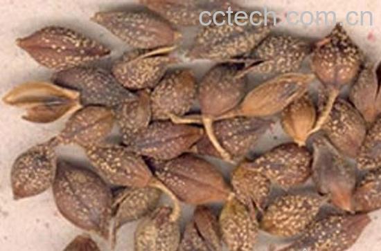 果蔬百科连翘的功效与作用-0