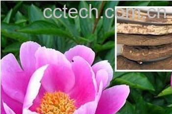 果蔬百科芍药花的功效-0