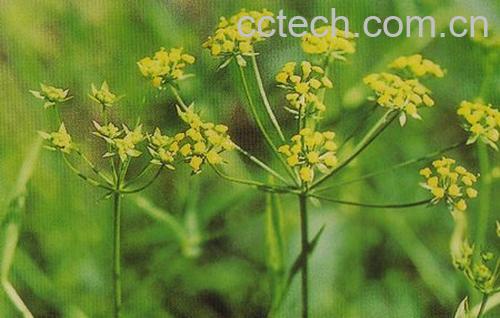 果蔬百科柴胡的功效-0