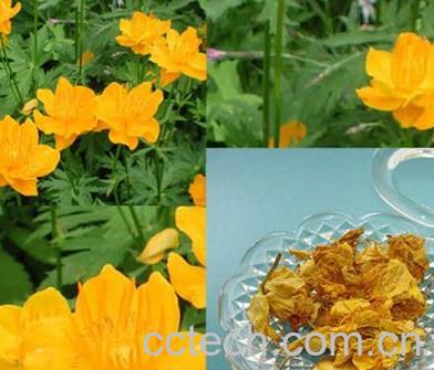 果蔬百科金莲花-0