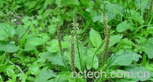 果蔬百科车前草的功效-0