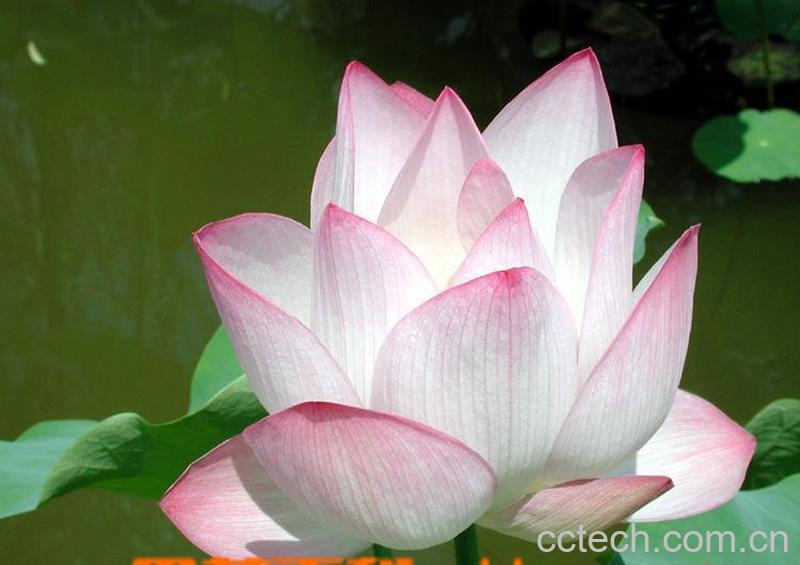 果蔬百科雪莲-0