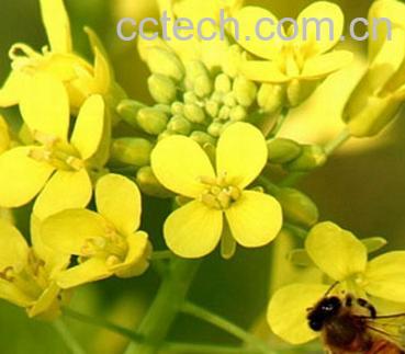 果蔬百科蜂花粉的功效-0