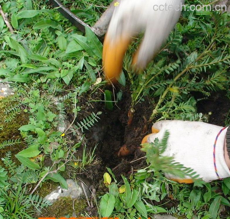 果蔬百科黄芪精的功效与作用-0