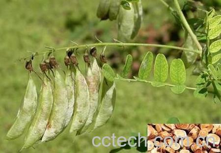 果蔬百科生黄芪的功效与作用-0