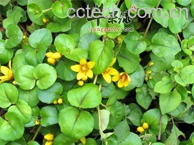 果蔬百科金钱草功效与作用-0