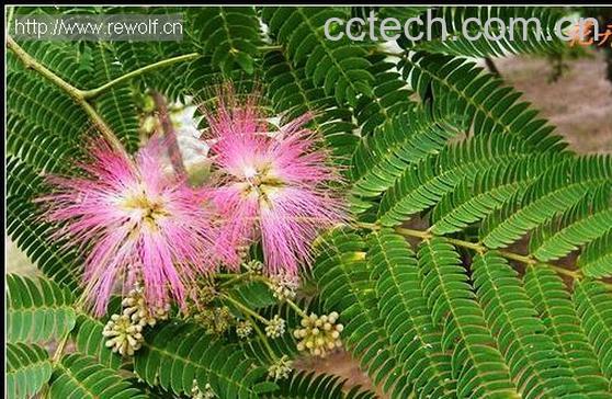 果蔬百科芙蓉花的功效-0