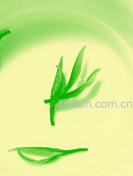 果蔬百科马鞭草-0