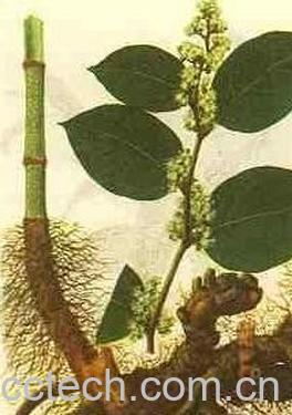 果蔬百科巴戟天-0