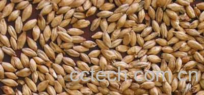 果蔬百科麦芽糖-0