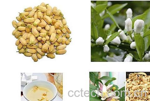 果蔬百科玳玳花的功效与作用-0