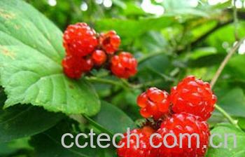 果蔬百科覆盆子的功效与作用-0
