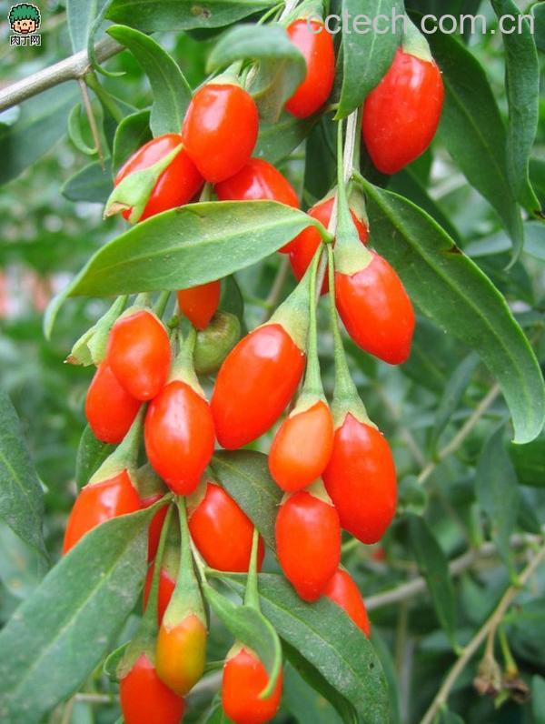 果蔬百科枸杞子的食用方法-0