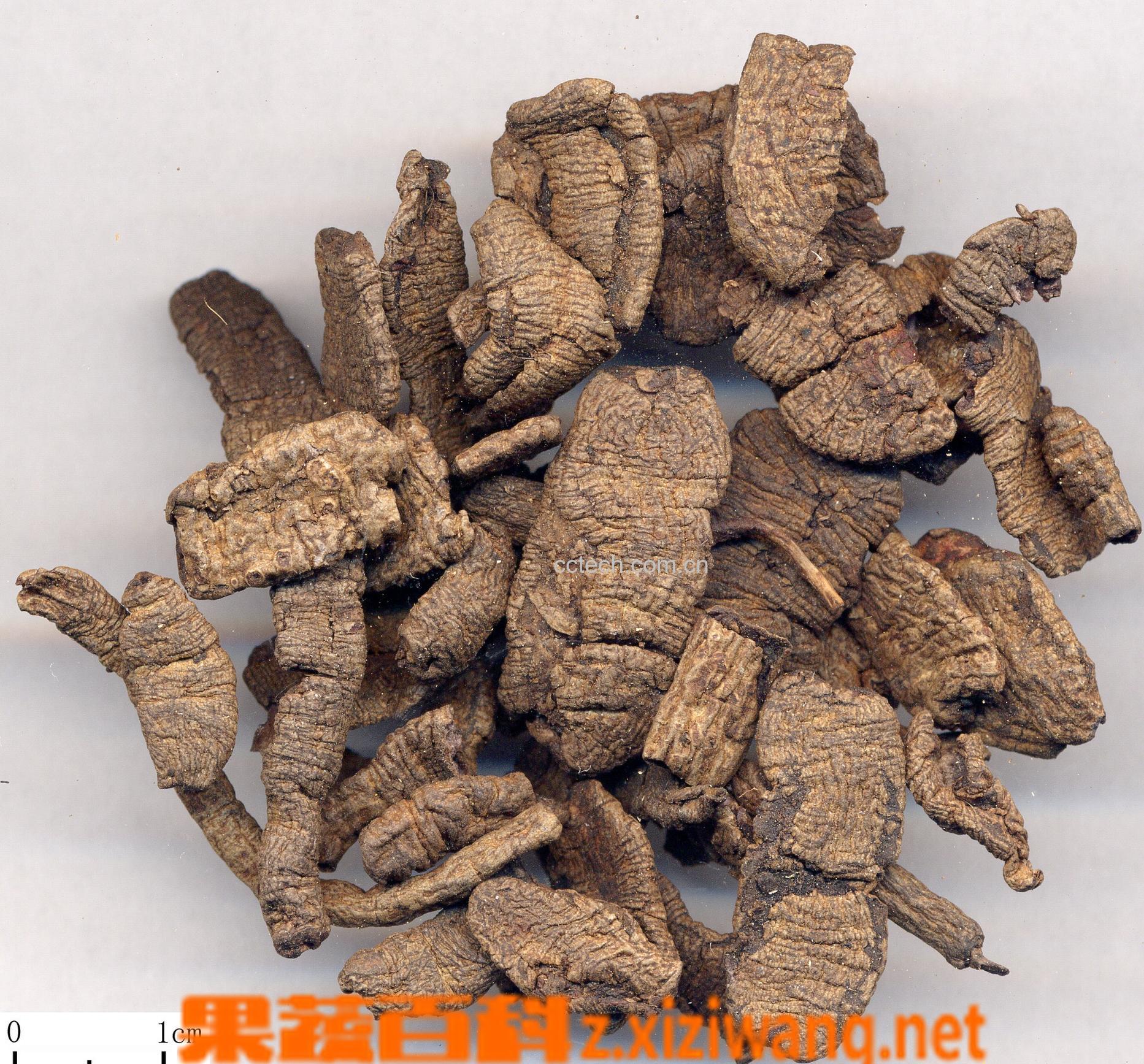 果蔬百科巴戟天的功效与作用-0