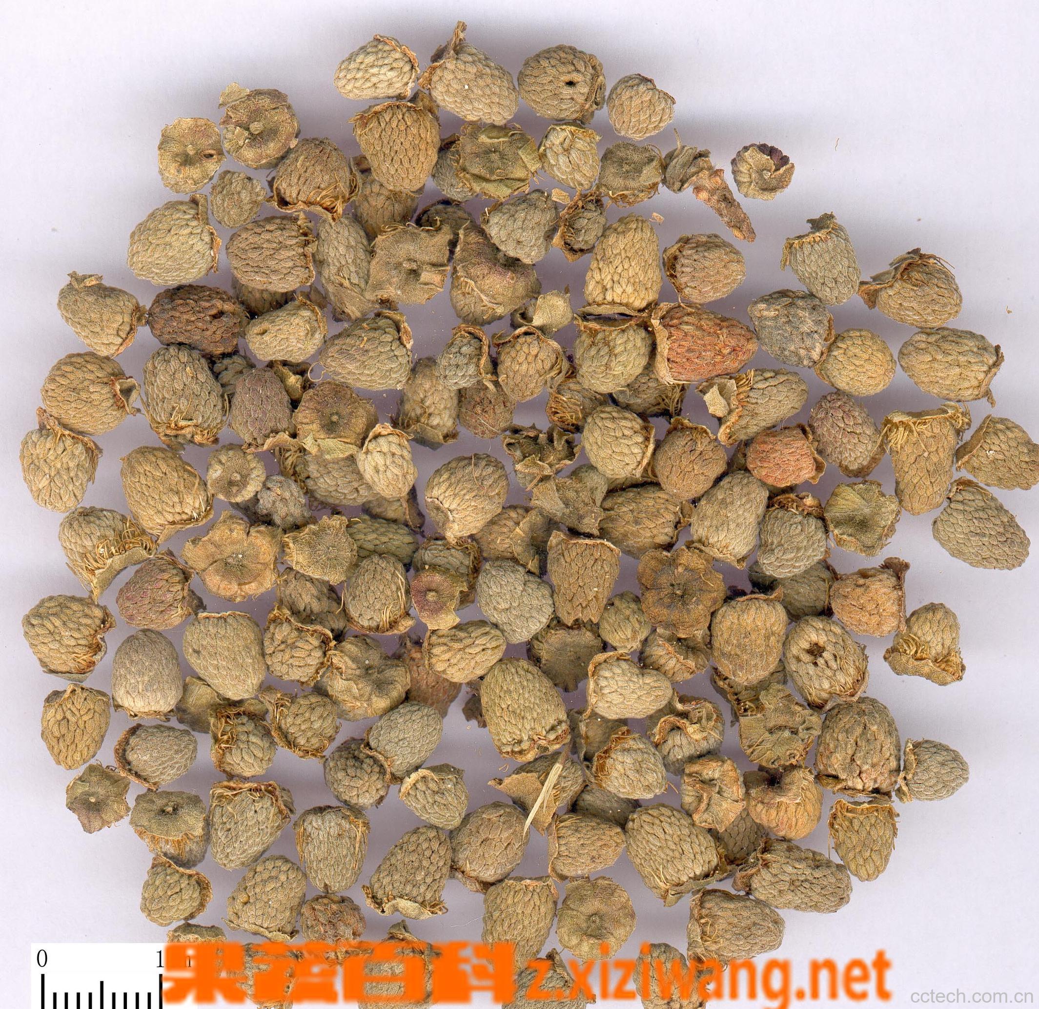 果蔬百科覆盆子-0