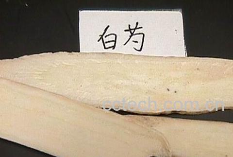 果蔬百科芍药的功效-0