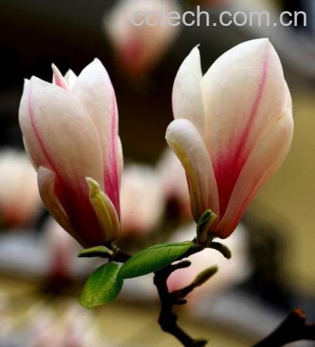 果蔬百科玉兰花的作用-0