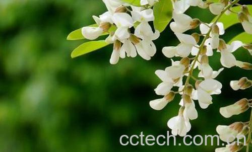 果蔬百科洋槐花的功效与作用　-0