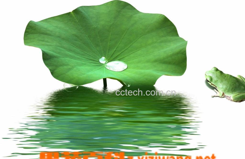 果蔬百科荷叶的功效与副作用-0