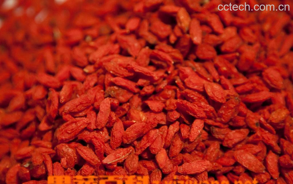 果蔬百科枸杞的功效与禁忌-0