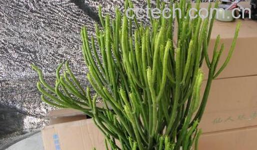 光棍树的功效与作用及副作用-0