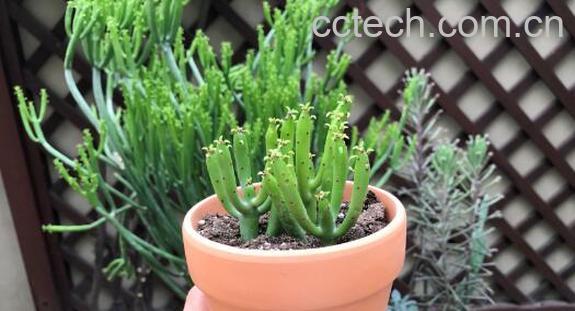 光棍树的功效与作用及副作用-1