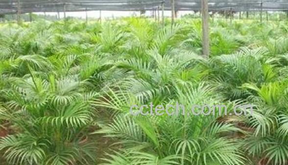 散尾葵和凤尾竹的区别 散尾葵的功效-0