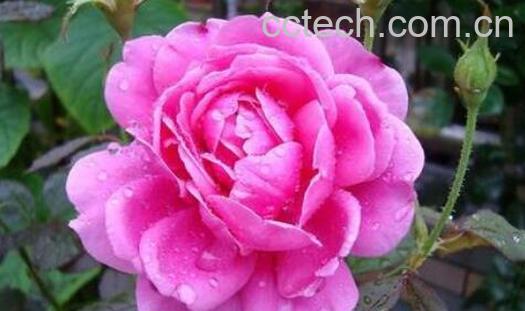 玫瑰花与月季花的区别-0