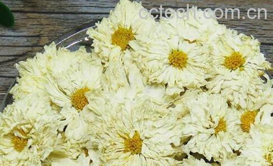 黄山贡菊的功效与作用及禁忌-0