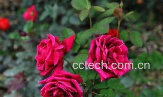 玫瑰花与月季花的区别-1