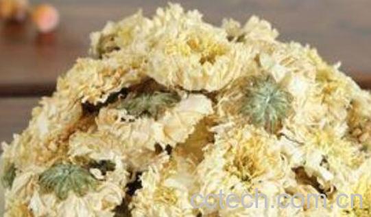 黄山贡菊的功效与作用及禁忌-1