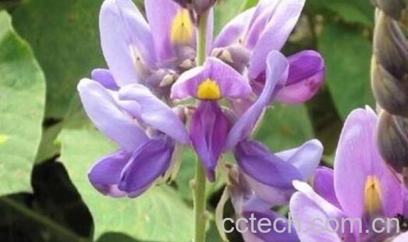 白葛花的作用与功效-0