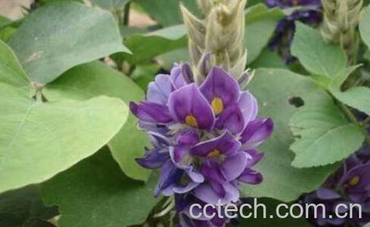 白葛花的作用与功效-1