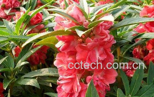 凤仙花的功效与作用 凤仙花的药用价值-1