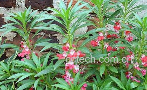 凤仙花的功效与作用 凤仙花的药用价值-0