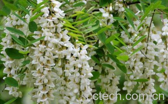 洋槐花的功效与禁忌-0