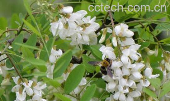 洋槐花的功效与禁忌-1