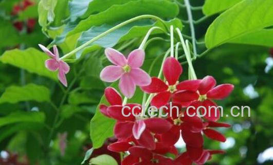 使君子的养殖方法和注意事项-1