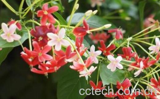 使君子的养殖方法和注意事项-0