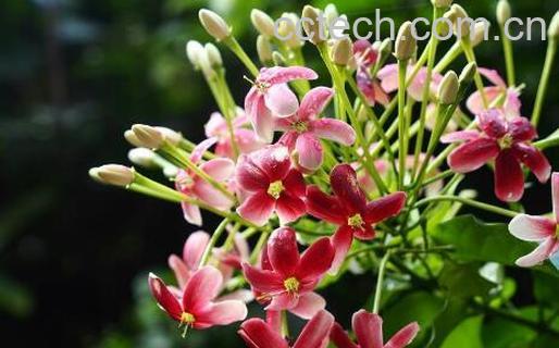 使君子怎么修剪 使君子怎么摘心-1