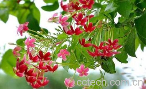 使君子怎么修剪 使君子怎么摘心-0